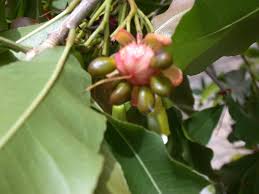 Image result for Corallocarpus epigaeus