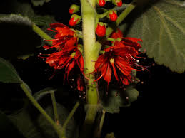 Image result for Melianthaceae