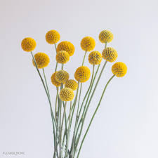 We did not find results for: Plants Outdoor Gardening Dried Caspedia Yellow Flowers Dried Billy Balls Dried Flowers