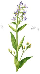 Image result for Exochaenium exiguum