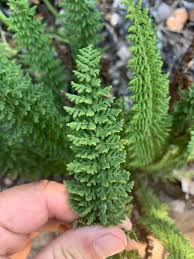 Image result for Cheilanthes hirta