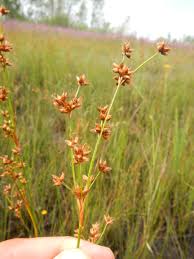 Image result for Cladium mariscus