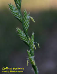 Image result for Lolium