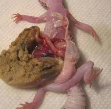 Pet reptiles are excellent companions and include a colorful array of species varying in shape, size and care needs. Petition Stop Petco From Killing Innocent Geckos