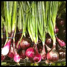 Image result for shallots