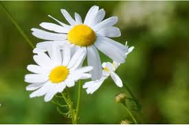 Sunday sunday artinya hari minggu dalam bahasa inggris. Chamomile Teh Herbal Populer Satu Harapan