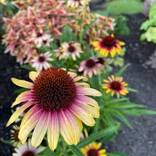 We did not find results for: Echinacea Purpurea Fine Feathered Parrot Coneflower Uspp 31 928 4 5 Pot Little Prince To Go