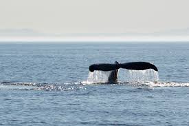 Tail humpback whale above the water surface closeup. Humpback Whale Fluke Seattle Orca Whale Watching