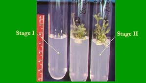 Check spelling or type a new query. Activity 5 Plant Tissue Culture