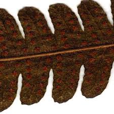 Image result for Nephrangis filiformis