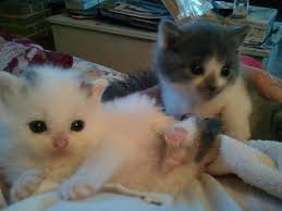 My name is Kevin. I am 3 years old. My mom found me when she was looking  for her black boy Michio. I had entered the apartment of a family who was