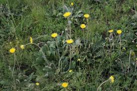 Image result for Haplocarpha scaposa