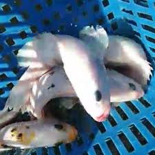 Giginya yang tajam serta rongga mulut yang bisa lebar. Hasil Labuhan Ikan Kerapu Albino Cocok Untuk Ikan Hias