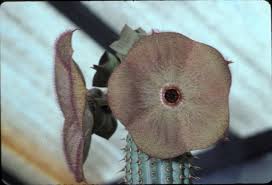 Image result for Hoodia currorii