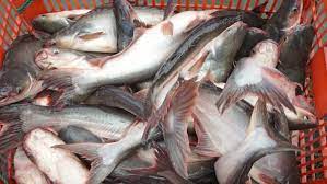 Ikan patin kem are a subject that i… Business Innovation Center Ikan Patin Perkasa Inovasi Budidaya Ikan Paling Prospektif Vibizmedia Com
