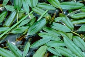 Image result for Potamogeton nodosus