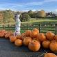 Halloween Trail & PYO Pumpkins event image