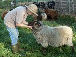 Great Article On Training Rams To Be Respectful Prevention Is Key Hobbyfarm Sheep Shetland Sheep Hobby Farms Sheep