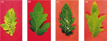 Image result for tomato seedling pseudomonas syringae pv tomato symptoms