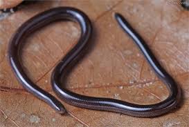 4 Baby Snakes That Look Like Worms 1 Is Extremely Small