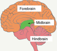 It generates, modulates and transmits information in the human body. Central Nervous System Class 10 Control And Coordination
