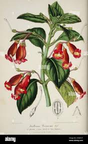 Image result for isolona