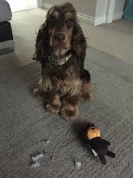 Naughty Cocker Spaniel With A New Toy Englischer Cocker Spaniel Cockerspaniel Hunde