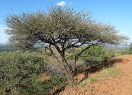 Image result for Acacia grandicornuta