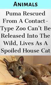 Puma Rescued From A Contact Type Zoo Can T Be Released Into The Wild Lives As A Spoiled House Cat Cute Baby Animals Animals And Pets Pet Birds