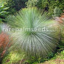 Image result for Monsonia glauca