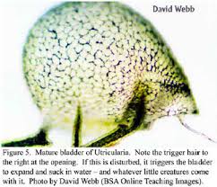 Image result for Utricularia appendiculata