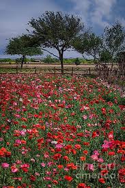 Wildseed Farms Poppies By Priscilla Burgers Flower Field Poppies Wildflower Seeds