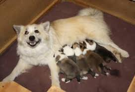 He has been described as laidback and content to be where his human is. Icelandic Sheepdog Puppies