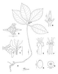 Image result for Sericanthe leonardii