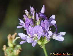 Image result for Medicago sativa