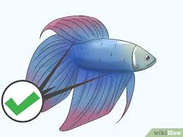 Shop female veiltail betta fish at petco. How To Tell How Old A Betta Fish Is 6 Steps With Pictures