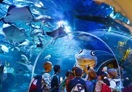 Maybe you would like to learn more about one of these? Aquadom And Sea Life Berlin Berlin Dk Eyewitness Travel