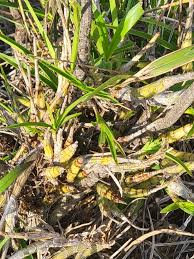 Image result for Polystachya dendrobiiflora