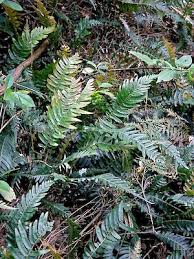 Image result for Nesaea aspera