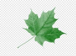 Daun rambat daun mapel daun imitasi artificial maple hijau orange. Daun Maple Thanatology Johor Wedding Fair Se Daun Hijau Safflower Bermacam Macam Daun Daun Maple Png Pngwing