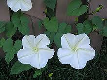 Plant a few of them or all of them and witness your nocturnal garden come. Ipomoea Alba Wikipedia