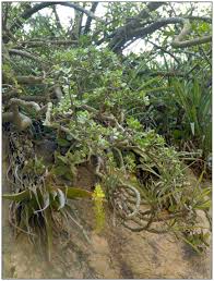 Image result for Chlorophytum krookianum