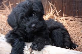 Black And Tan Yorkie Poo Puppies For Sale Black Yorkie Google Search Yorkie Poodle Yorkie Poo Black Yorkie Poo