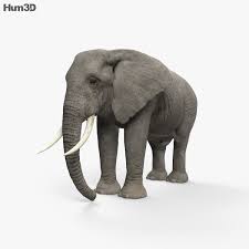 3d Model Of African Elephant Hd Based On A Real Object Created According To The Original Dimensions Available In Various 3d Formats Download