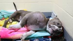 Stray pit bull found with tumor the size of a volleyball now getting a second chance - Hasan Jasim