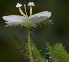 Image result for Cymbalaria