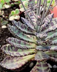 Kalanchoe Humilis 06 Flowering Succulents Cacti And Succulents Succulents