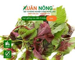 Hình ảnh về Cây dền  Cây lá màu