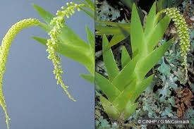 Image result for Oberonia