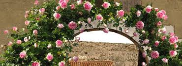 It should be planted near a fence, trellis or other landscape structure where it can be trained to grow upwards on it, or allowed to trail off a retaining wall or slope. Rosier Pierre De Ronsard Plantation Culture Bio Au Jardin Ou En Pot Taille